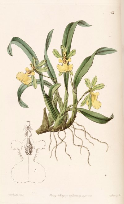 Oncidium uniflorum door W. B. Booth